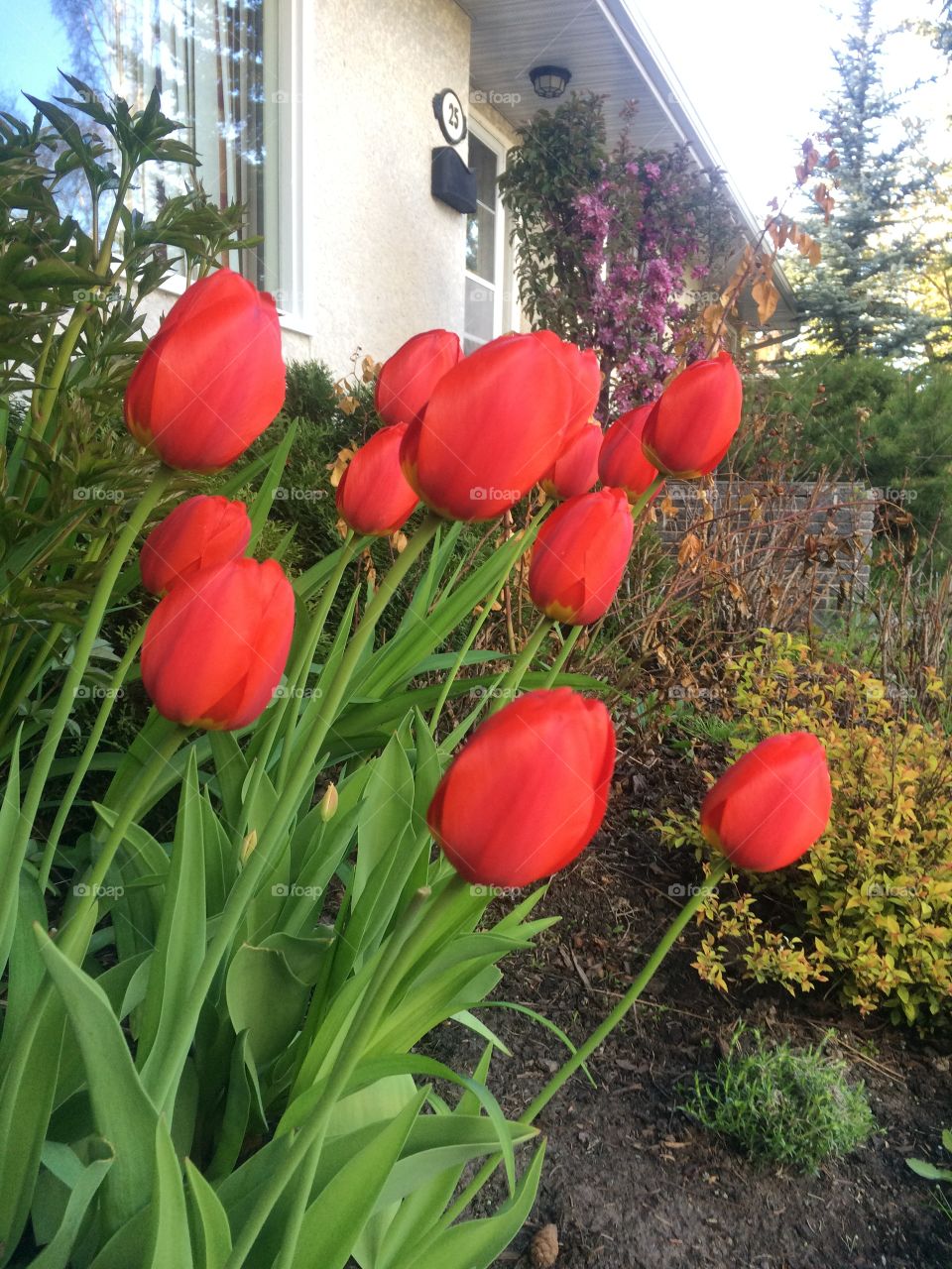 Tulip blossoms 