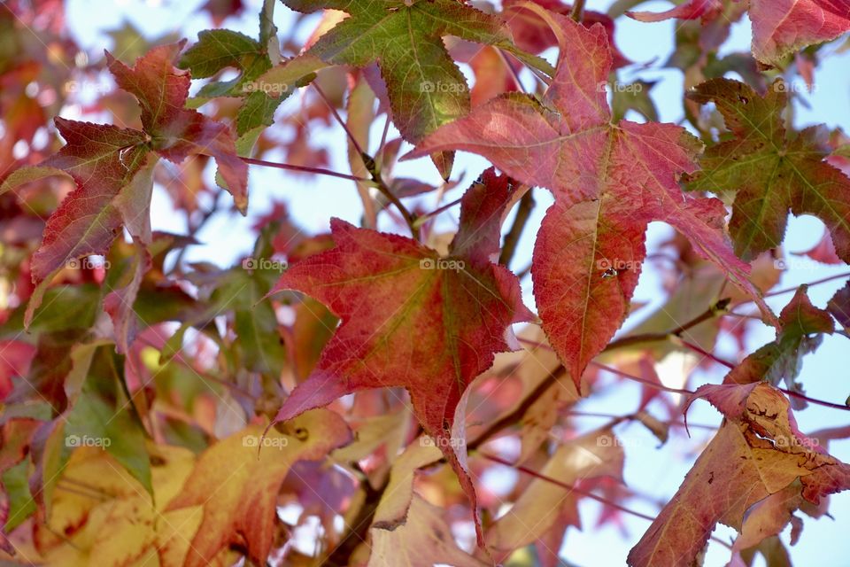 Colourful Autumn Leaves.