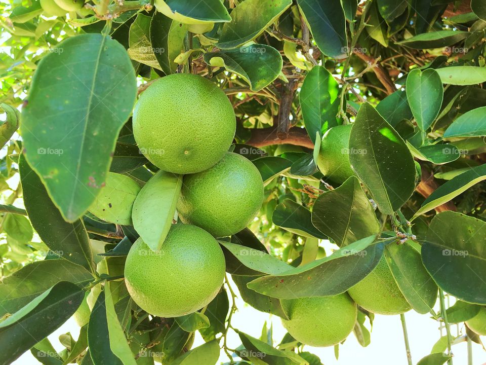  green non ripe unripened oranges on orange tree