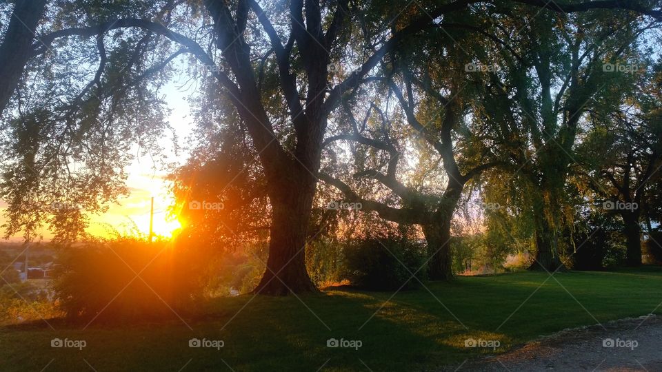 Oak trees in the evening