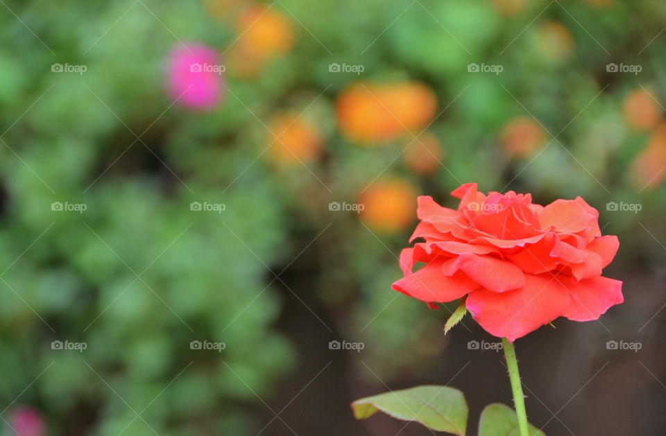 Orange rose blur background