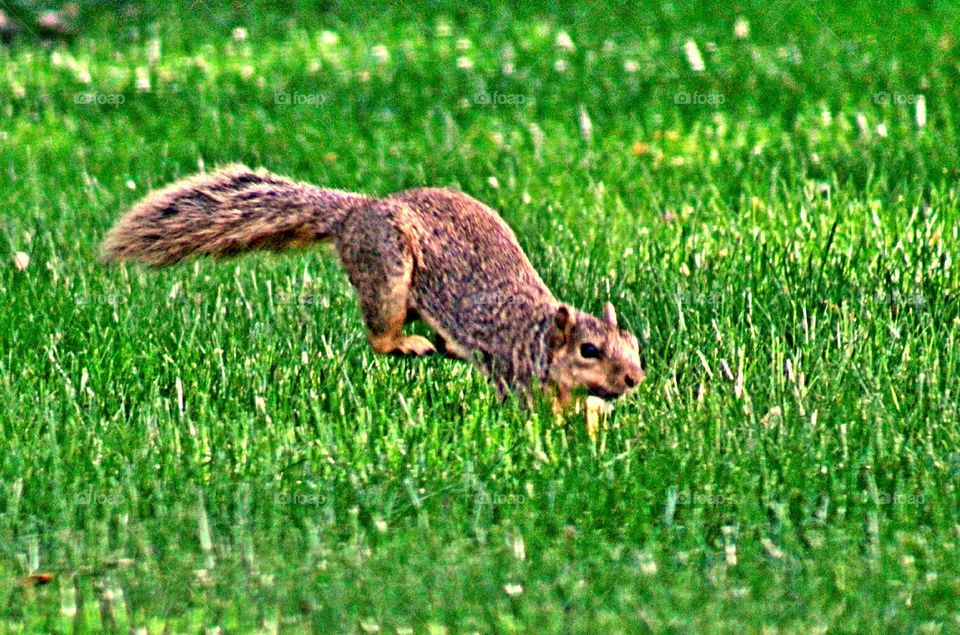 Squirrel runs around