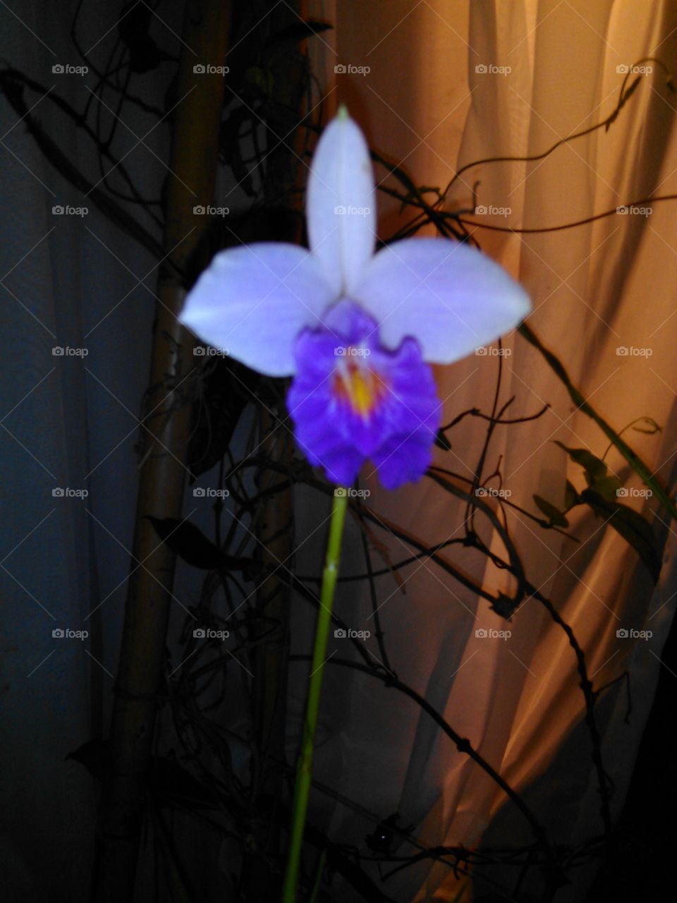 Beautiful Bamboo Orchid