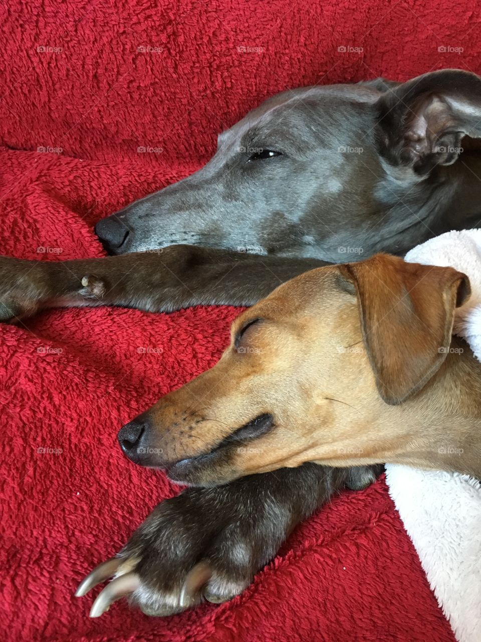 Amber the Italian greyhound puppy relaxing on the sofa with Libby the whippet 
