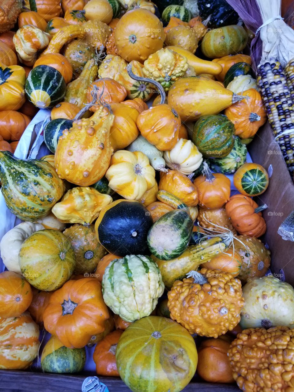 Different shapes, sizes, textures and colors of pumpkins all gathering together. Diverse and colorful.
