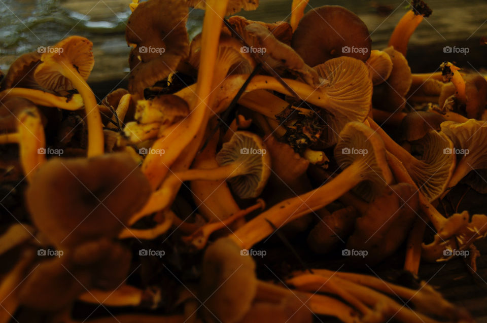 Pile o'mushrooms