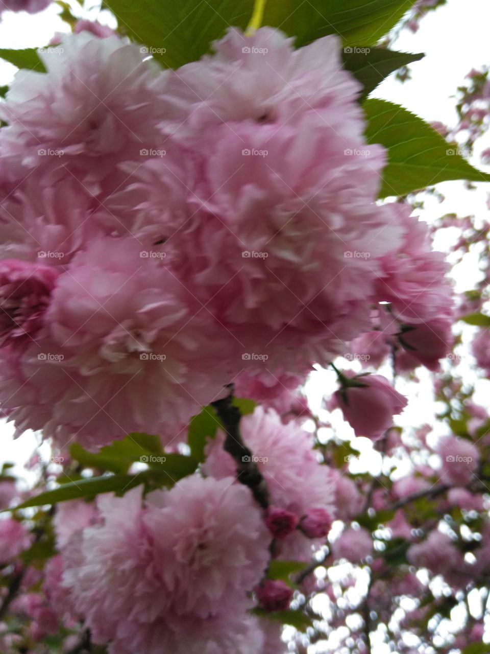 Pink pompom flowers on a tree overhead on a cloudy stormy spring afternoon. Fluffy pink spring blooming tree
