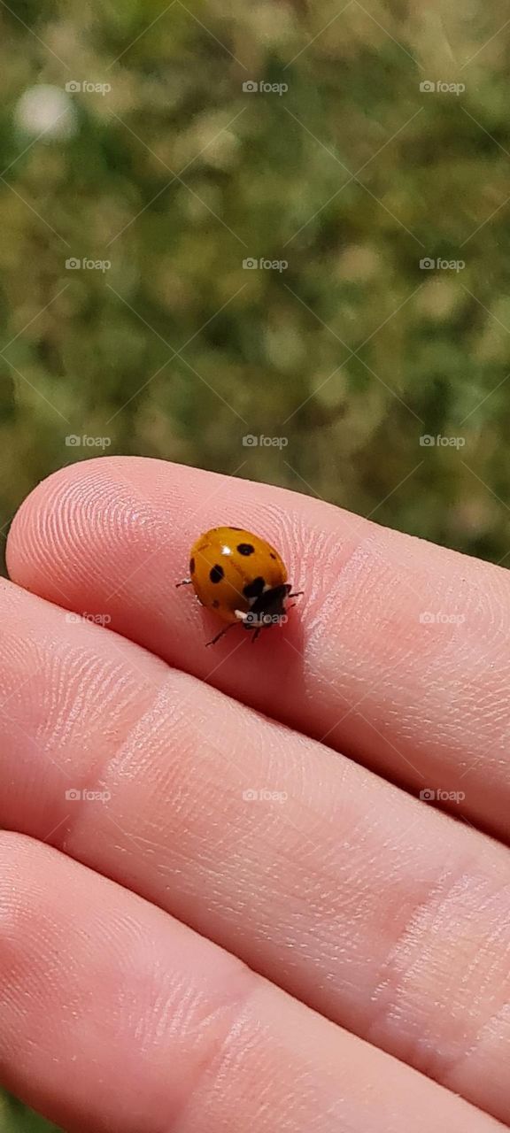 ladybug sitting on a finger, macro