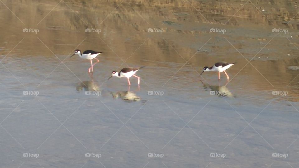 Himantopus Mexicanus