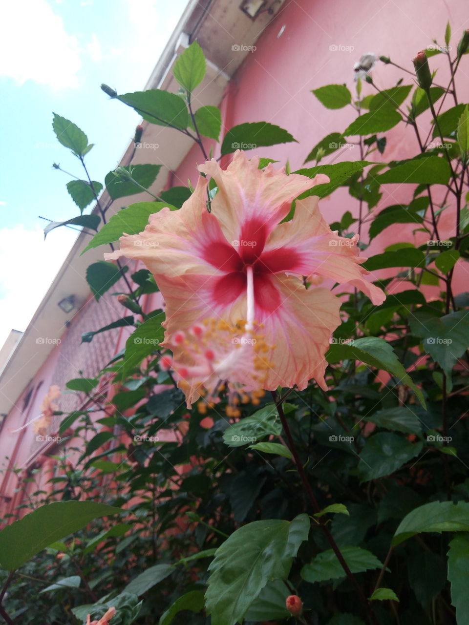 peach hibiscus