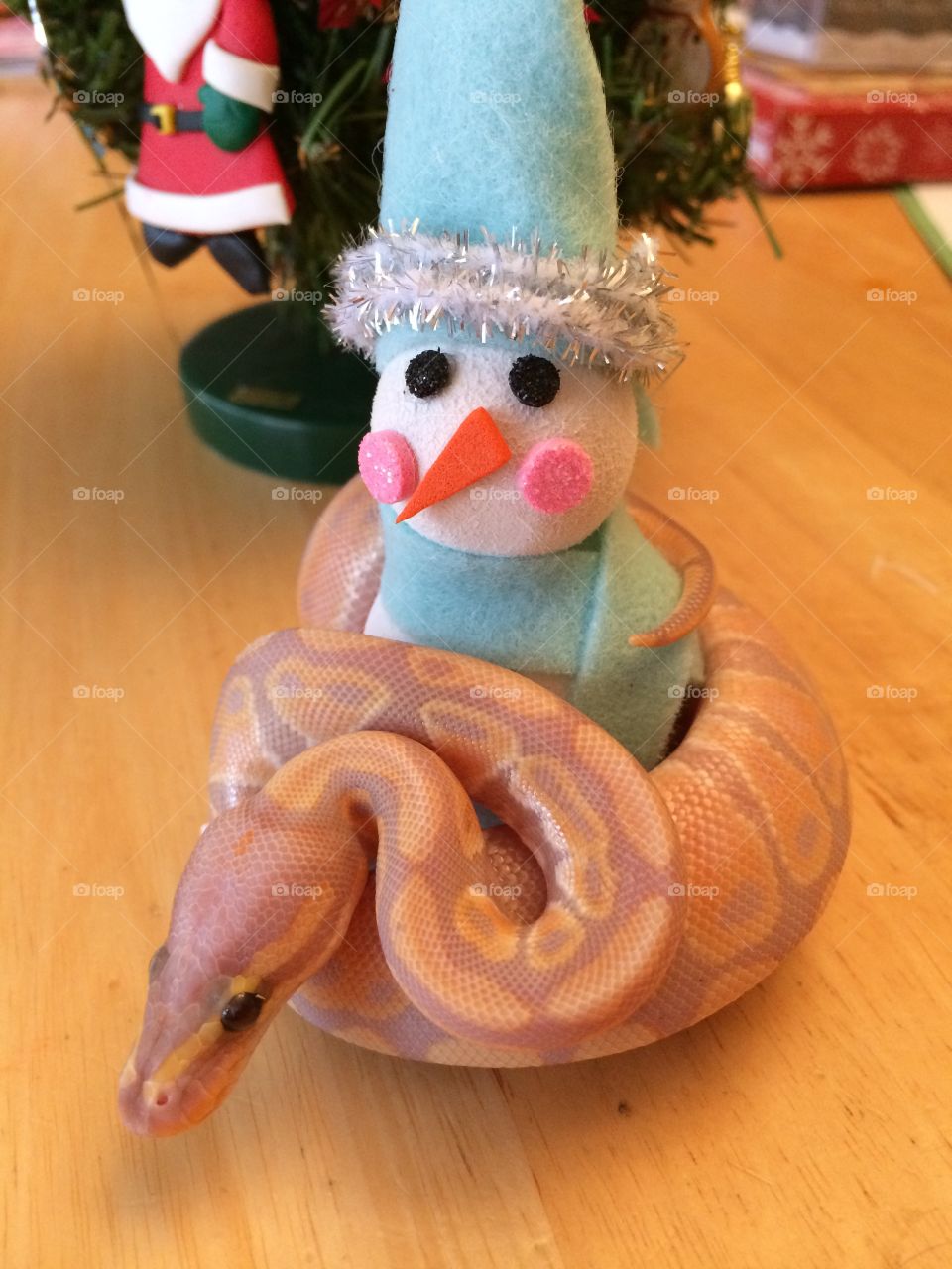 Happy holidays from Mango and his snow man!
