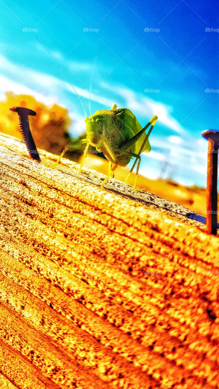 grasshopper in the sun