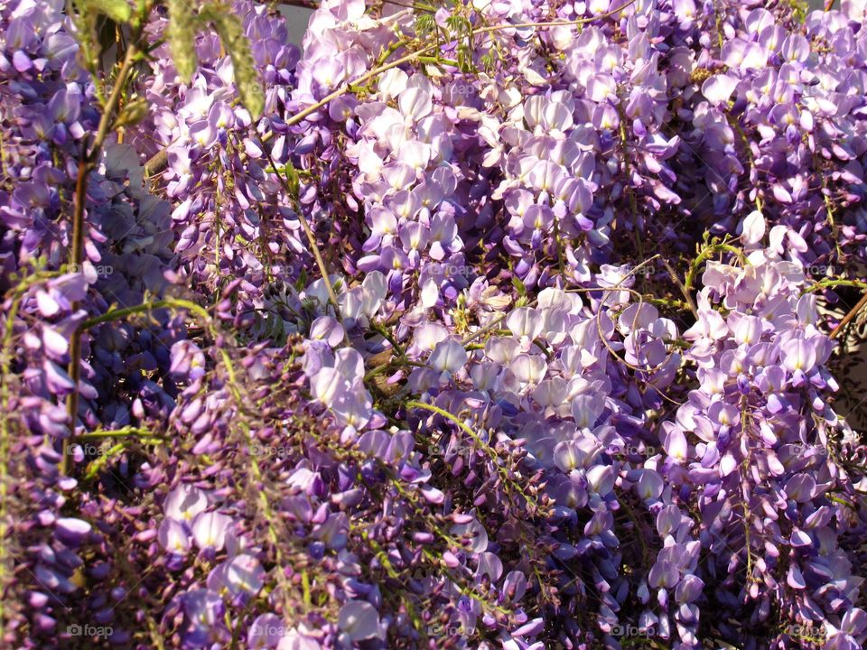 wisteria