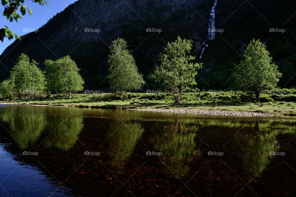 Birches at riverside 