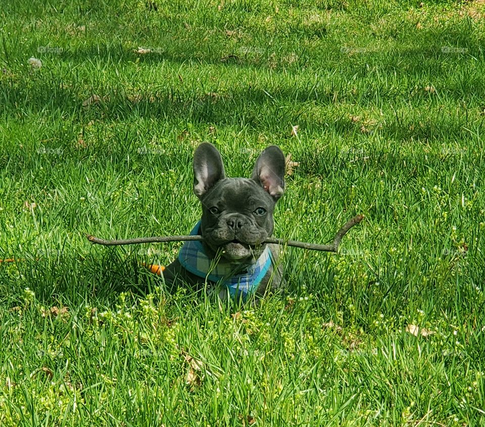 Fetch with My Frenchie