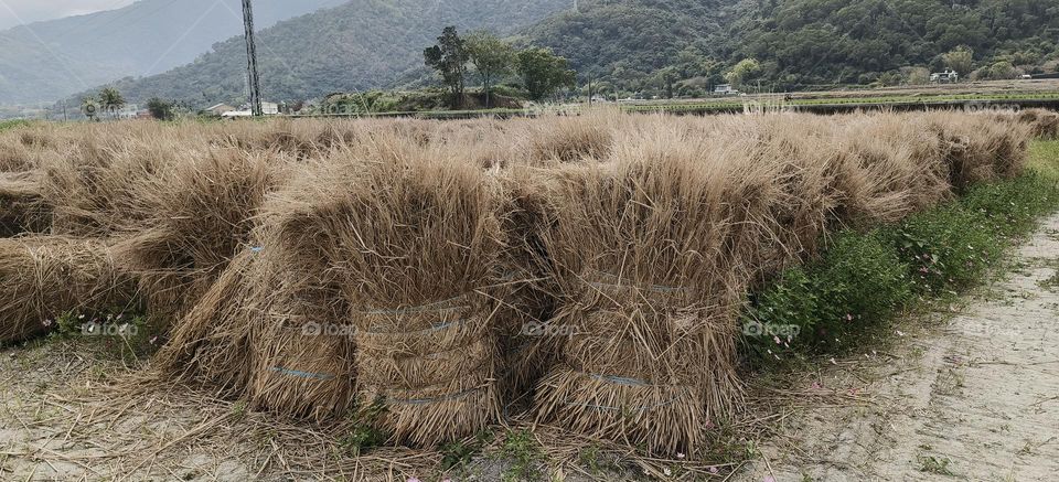 rice field in the mountains