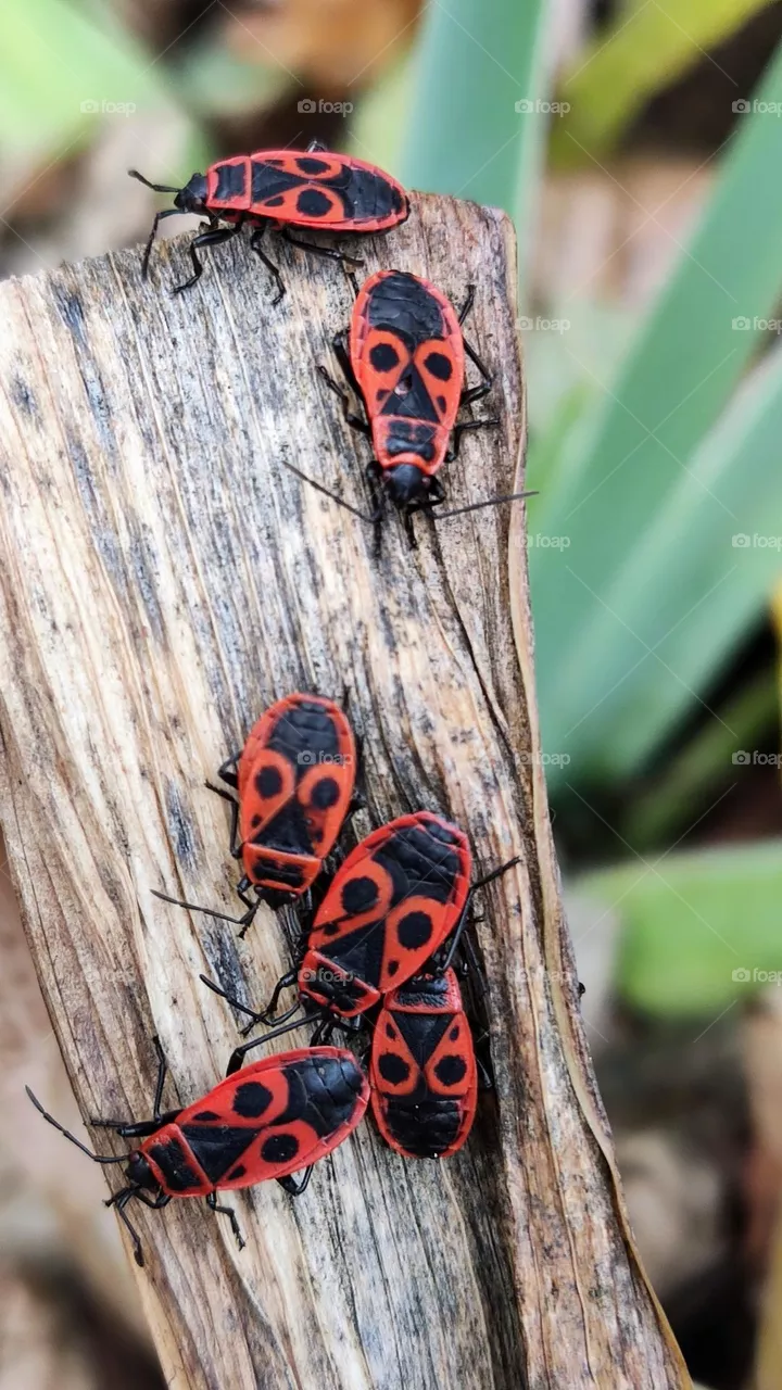 bugs