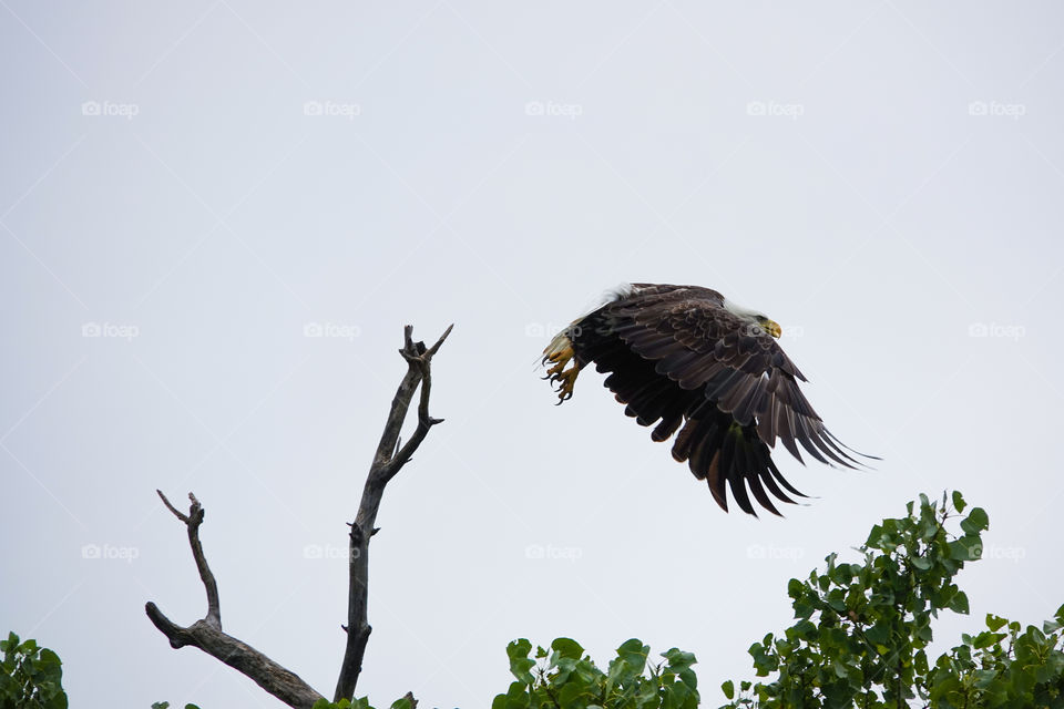 A mature bald eagle flies away from it's perch at the top of a large tree to go search for fish in the Arkansas River