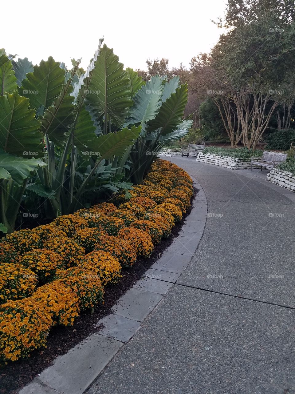 Orange mums lining pathway