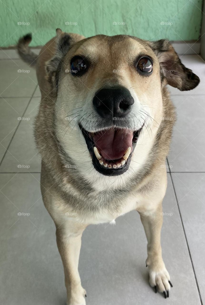 Chiquinho feliz 🥰