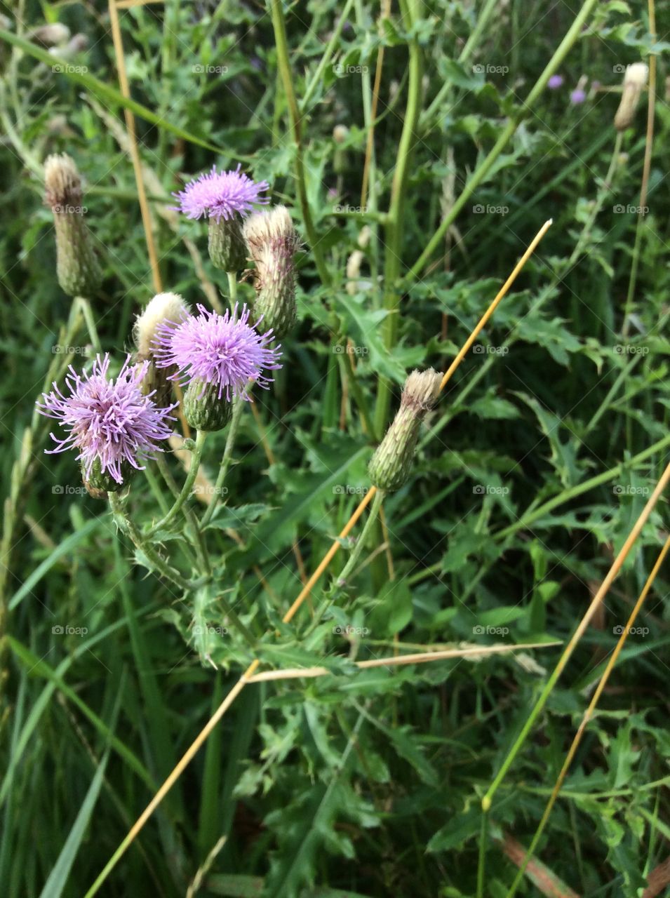 Thistle 