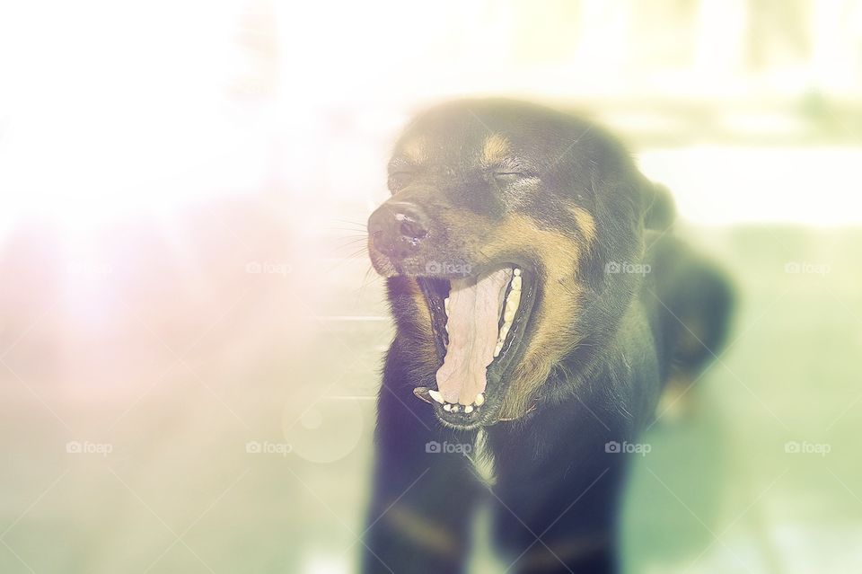 rottweiler yawning on flare