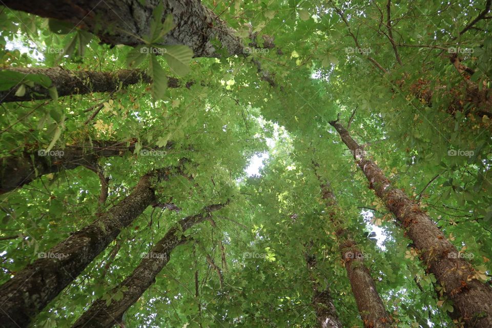 Trees top in the forest view from the ground 