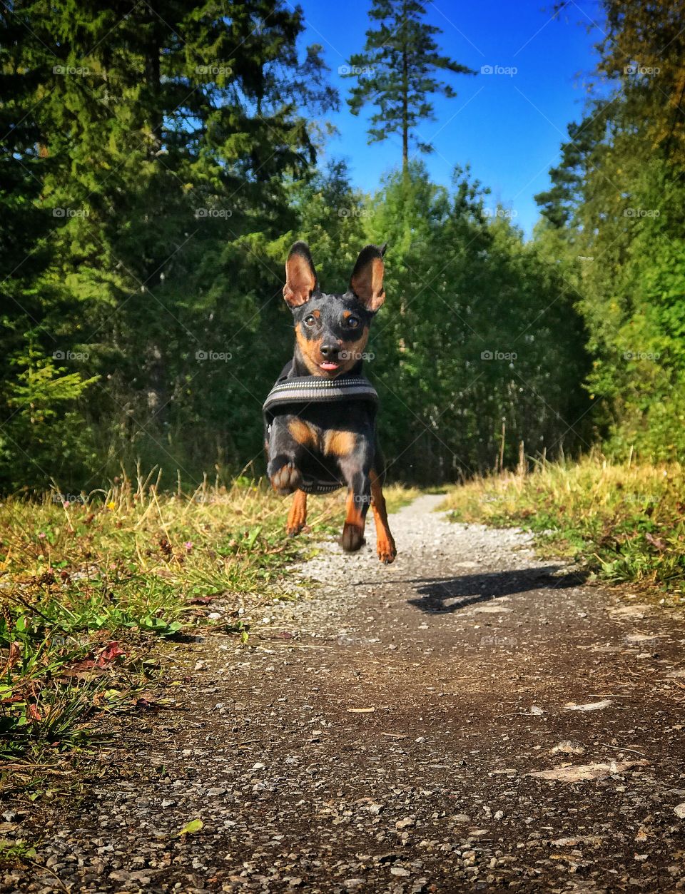 Running pinscher