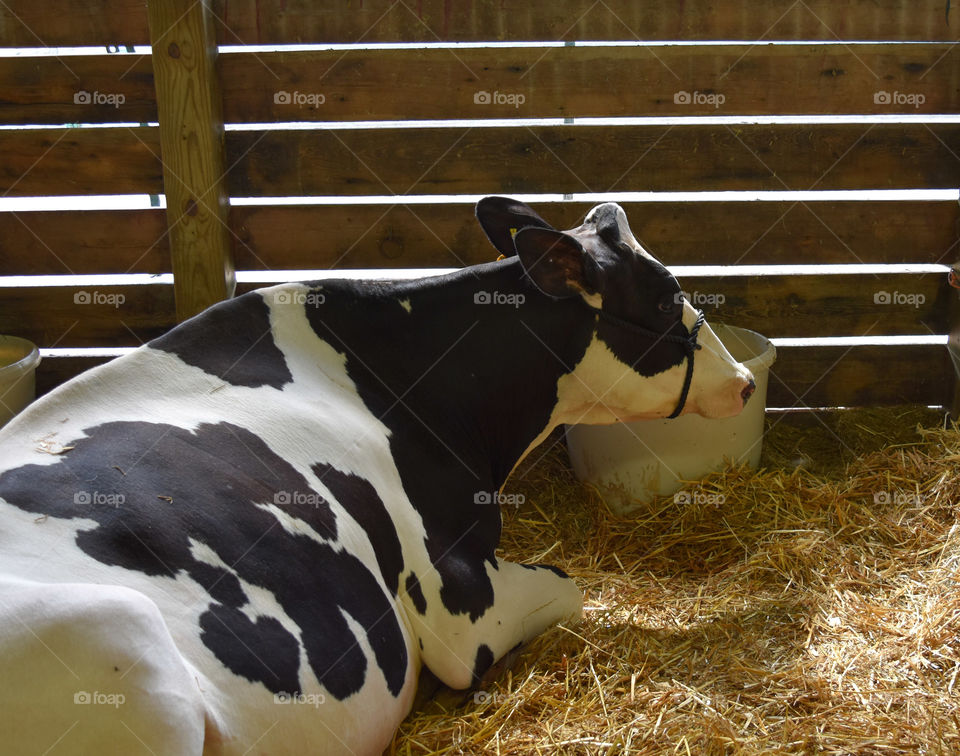 Holstein cow