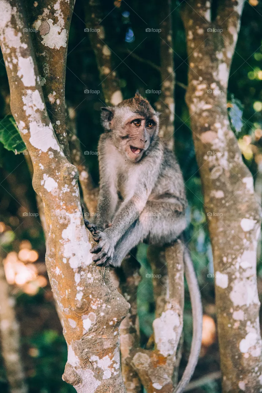 Monkey
