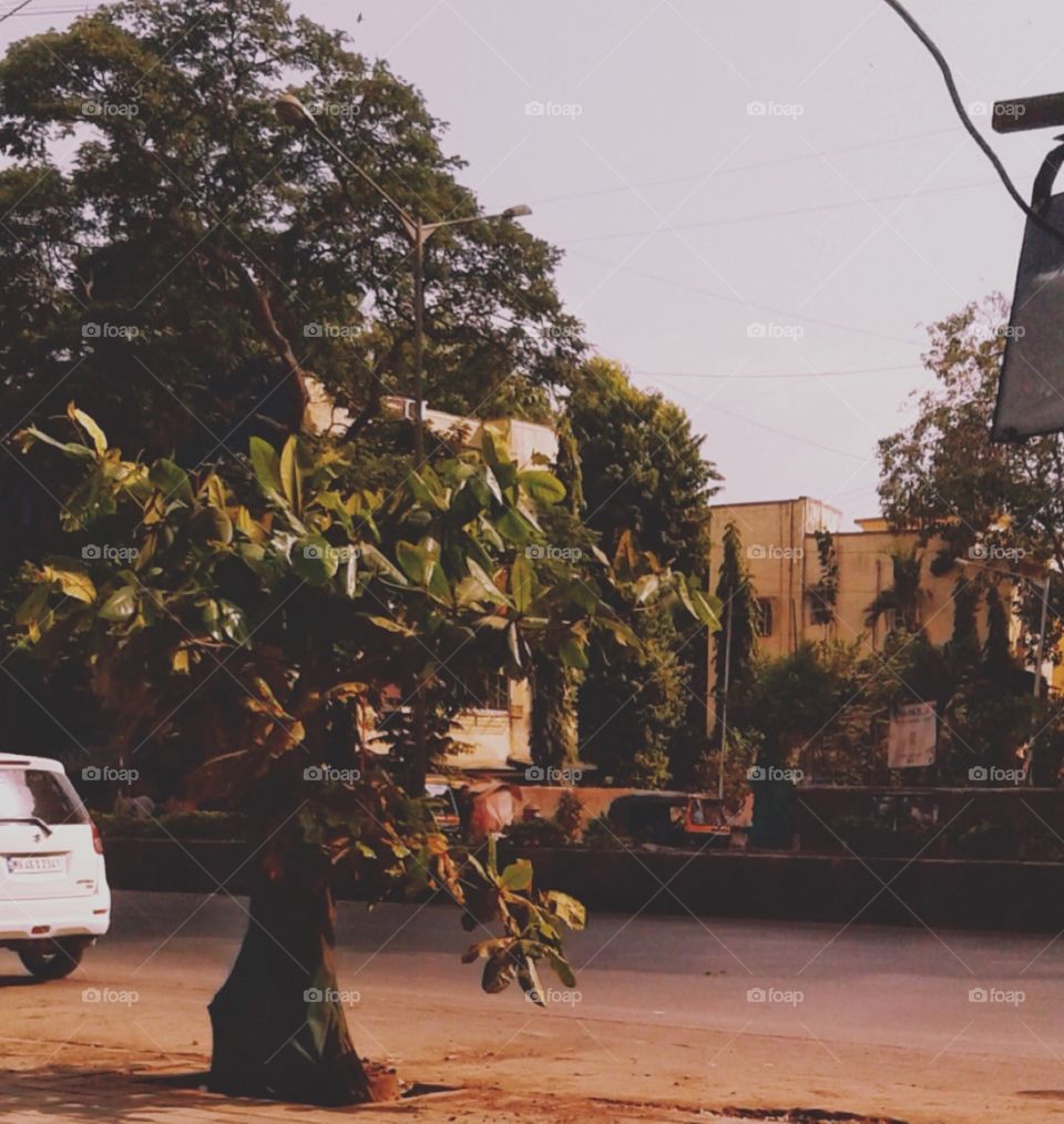 Cashew tree at a road side.