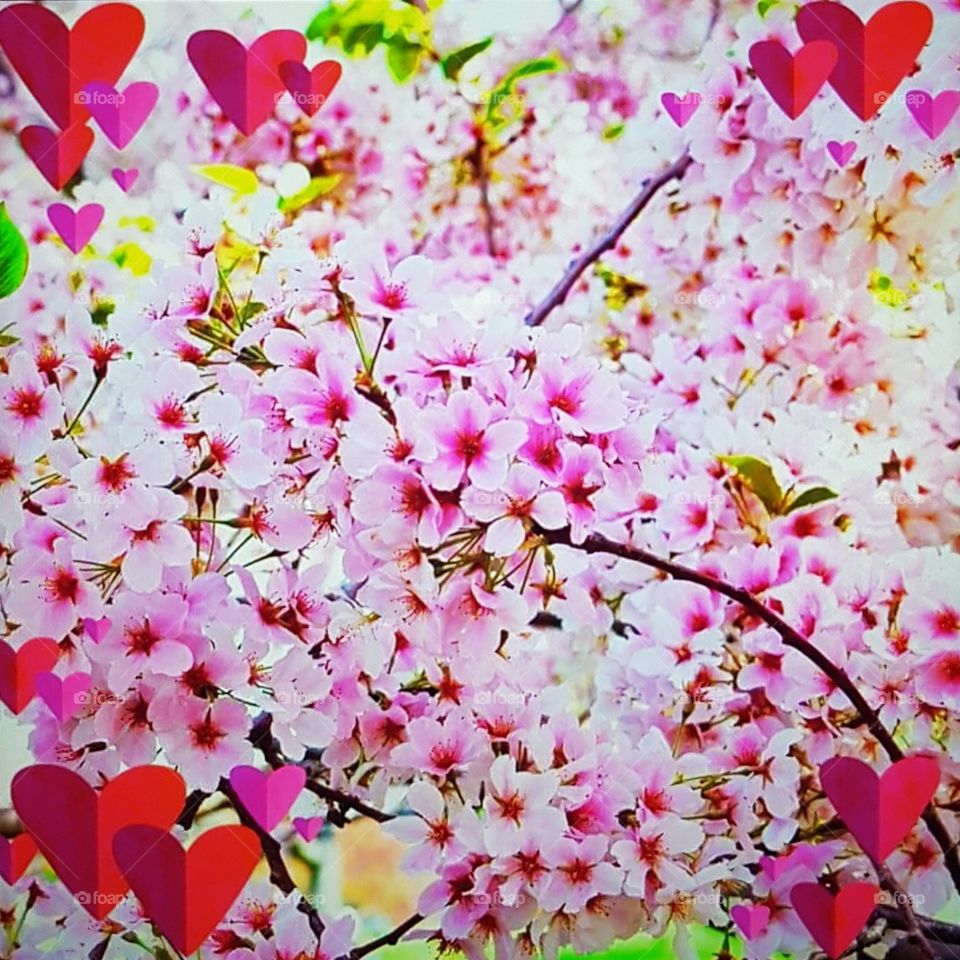 Beautiful pink peach blossom