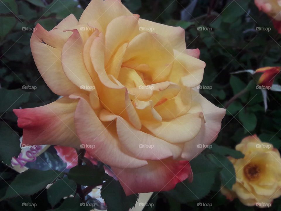 Yellow & Pink Rose