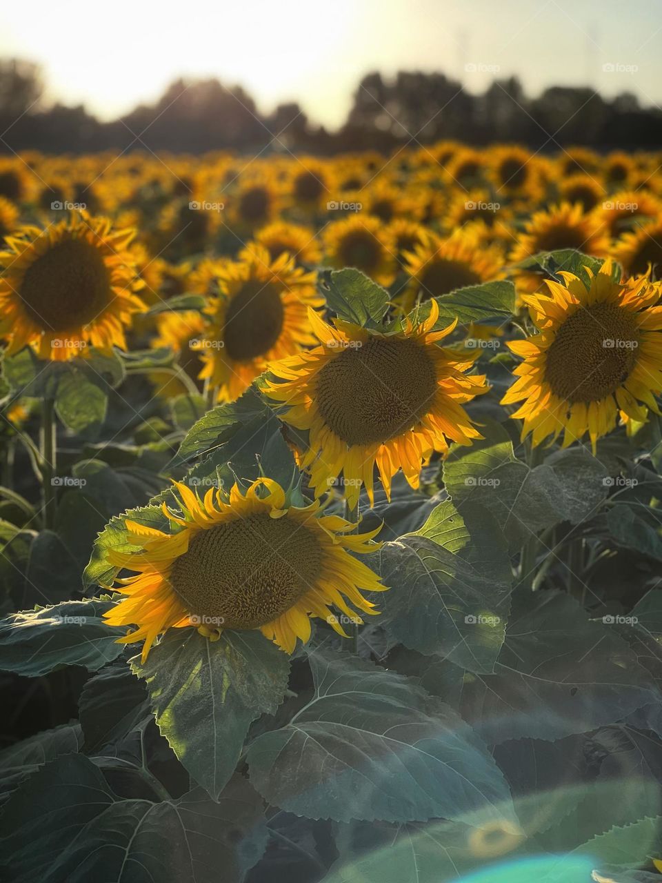 Sunflower field