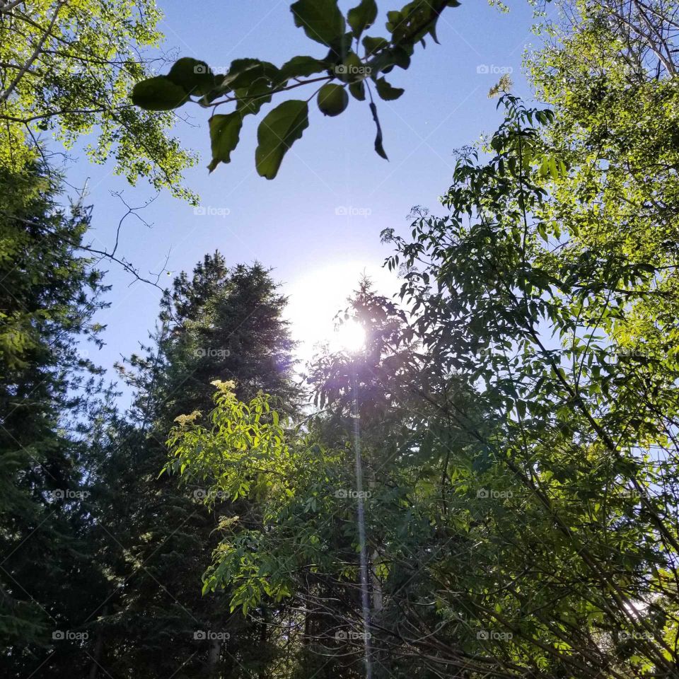 sun shining on a blue sky framed by trees
