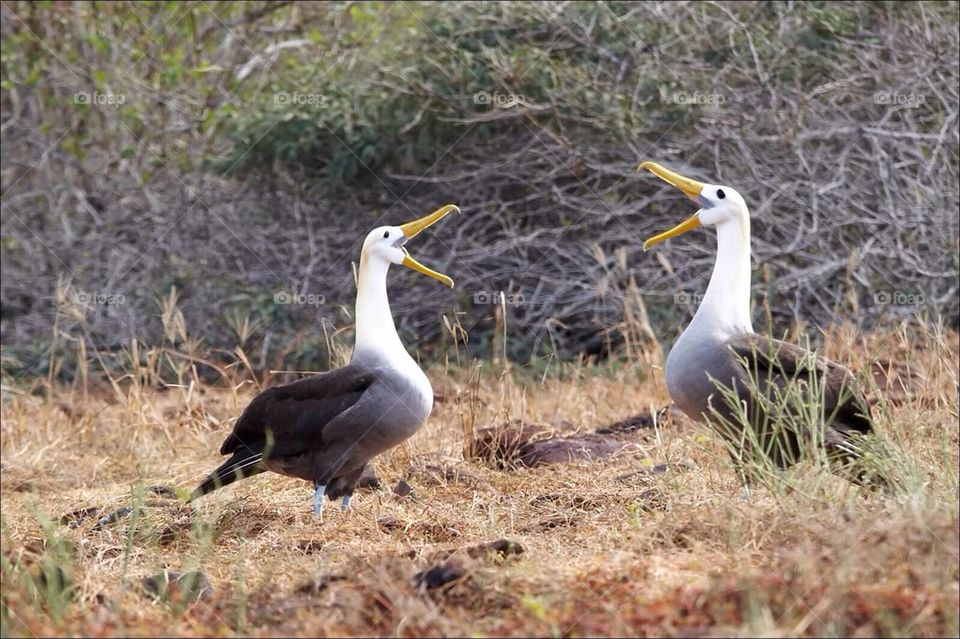 Albatross mating ritual