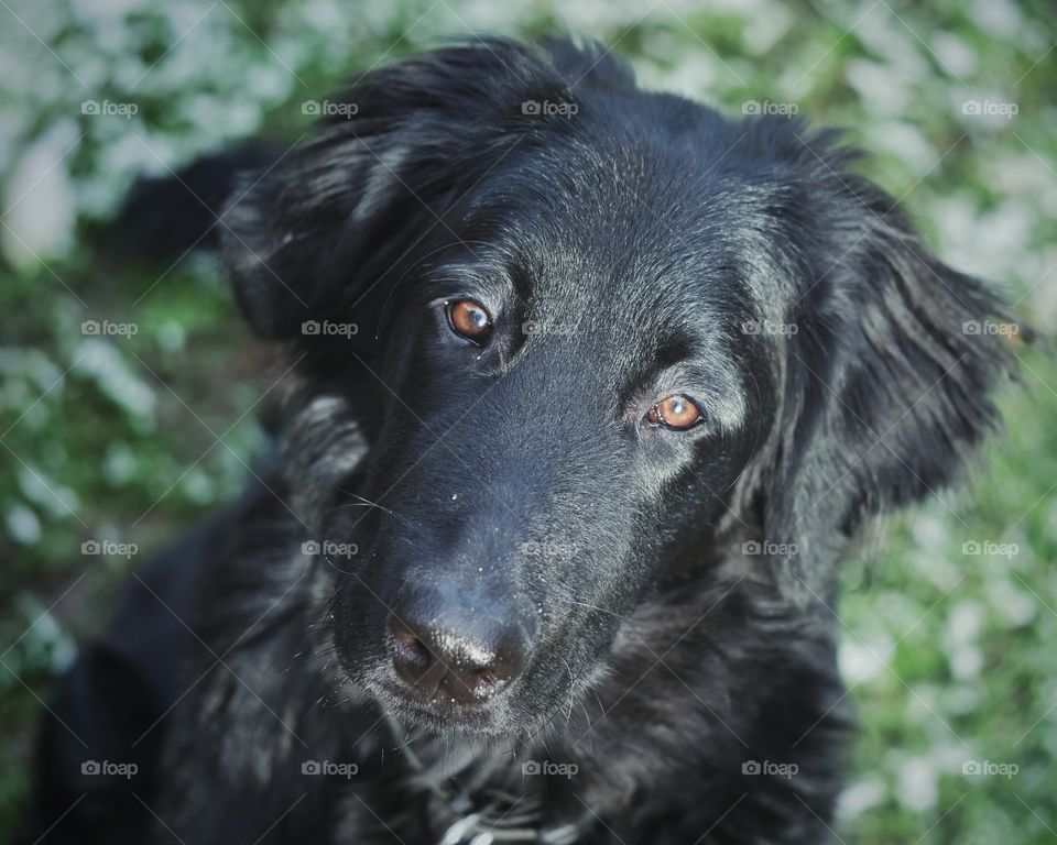 Portrait of my dog