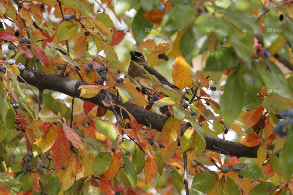 bird in a fall tree with a berry