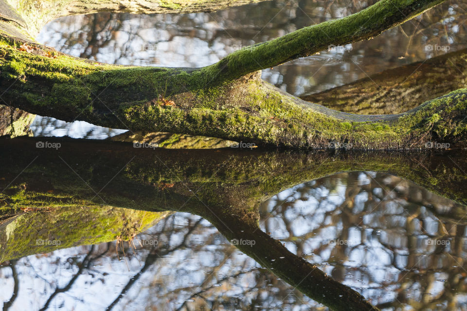 Close-up of tree trunk in lake