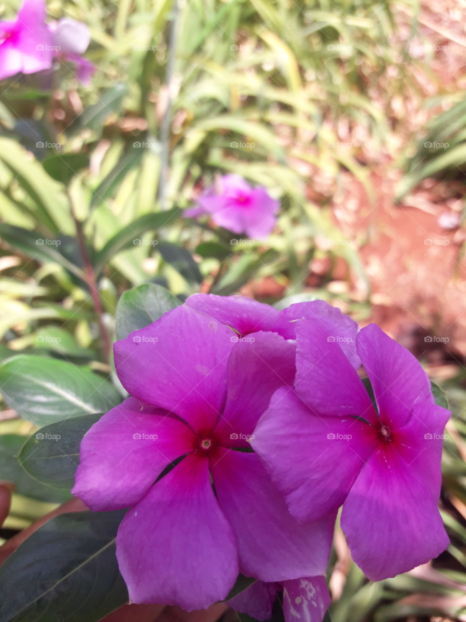 Vinca sortida rosa