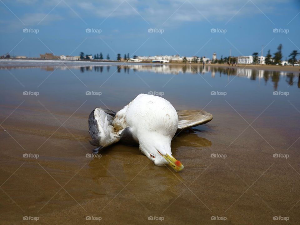 Dead gull
