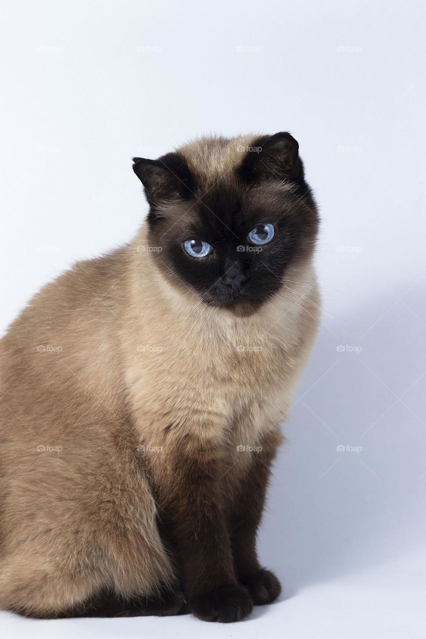 Beautiful Siamese cat with blue eyes and white background