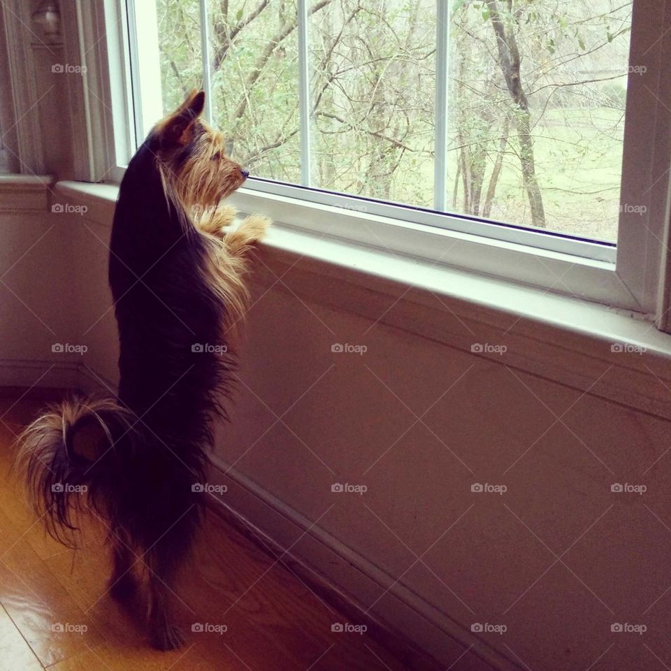 Yorkie looking out the window