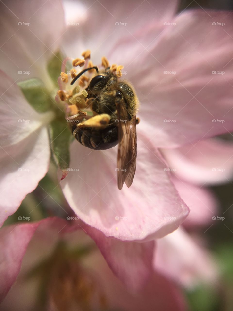 Bee on pink blossom 