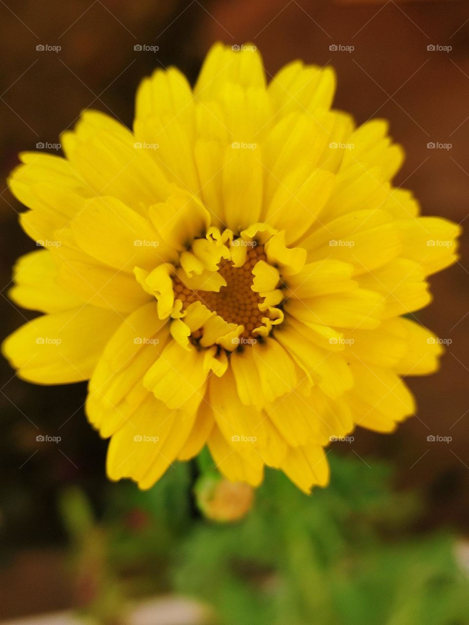 yellow flower