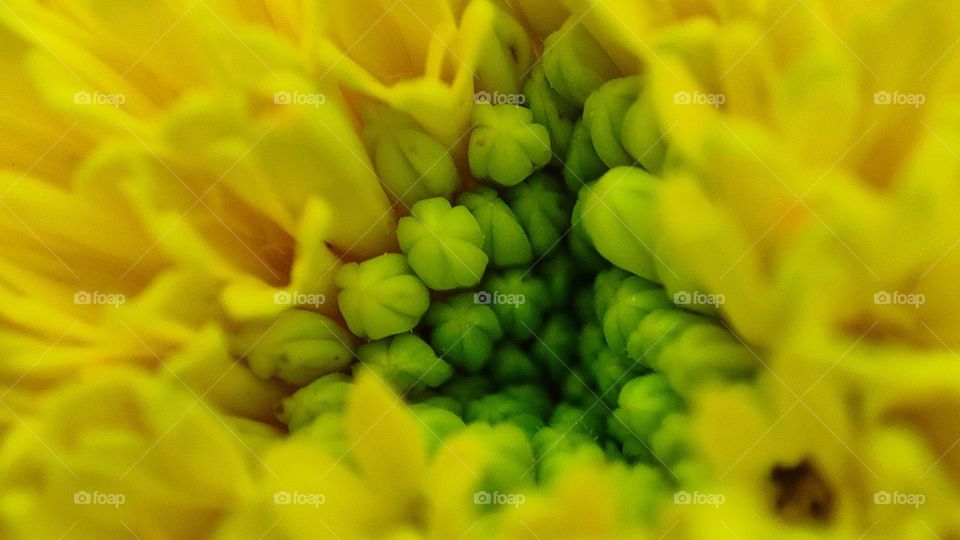 Beautiful yellow flower with a triangle shape inside