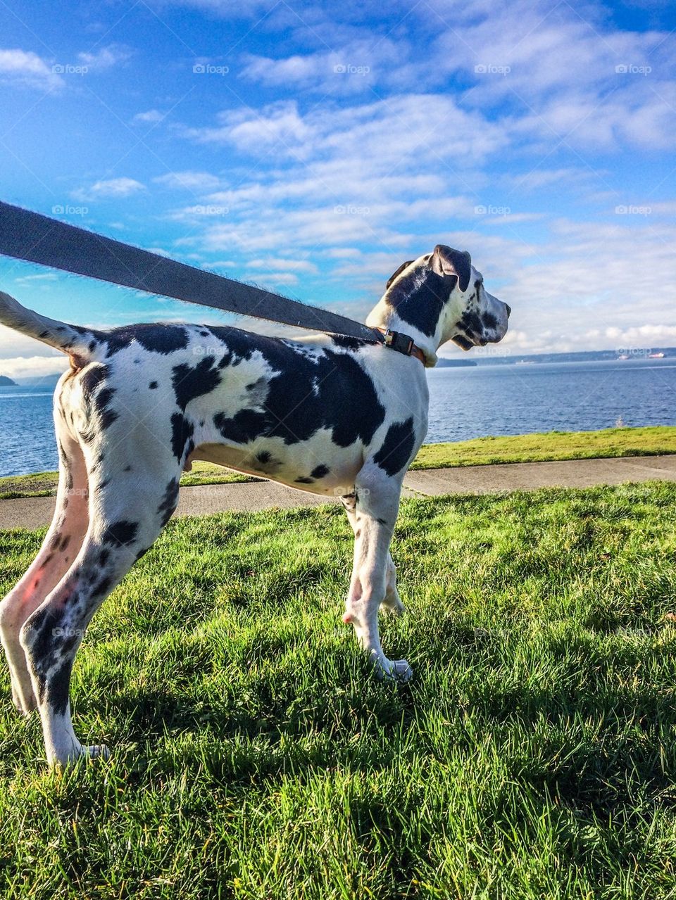 Great Dane puppy