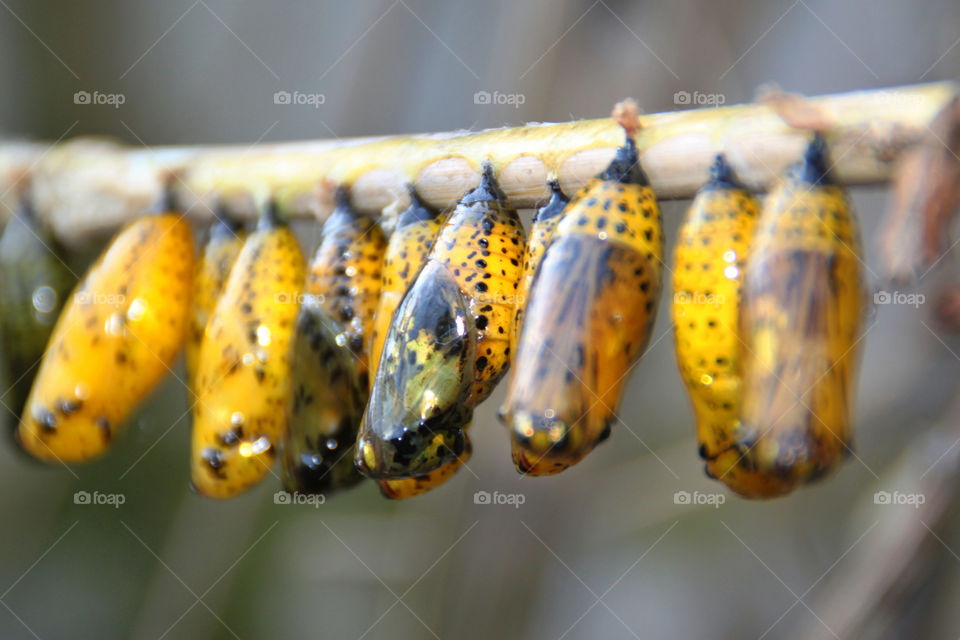 yellow butterfly chrysalis by geebee. Chrysalis in a row