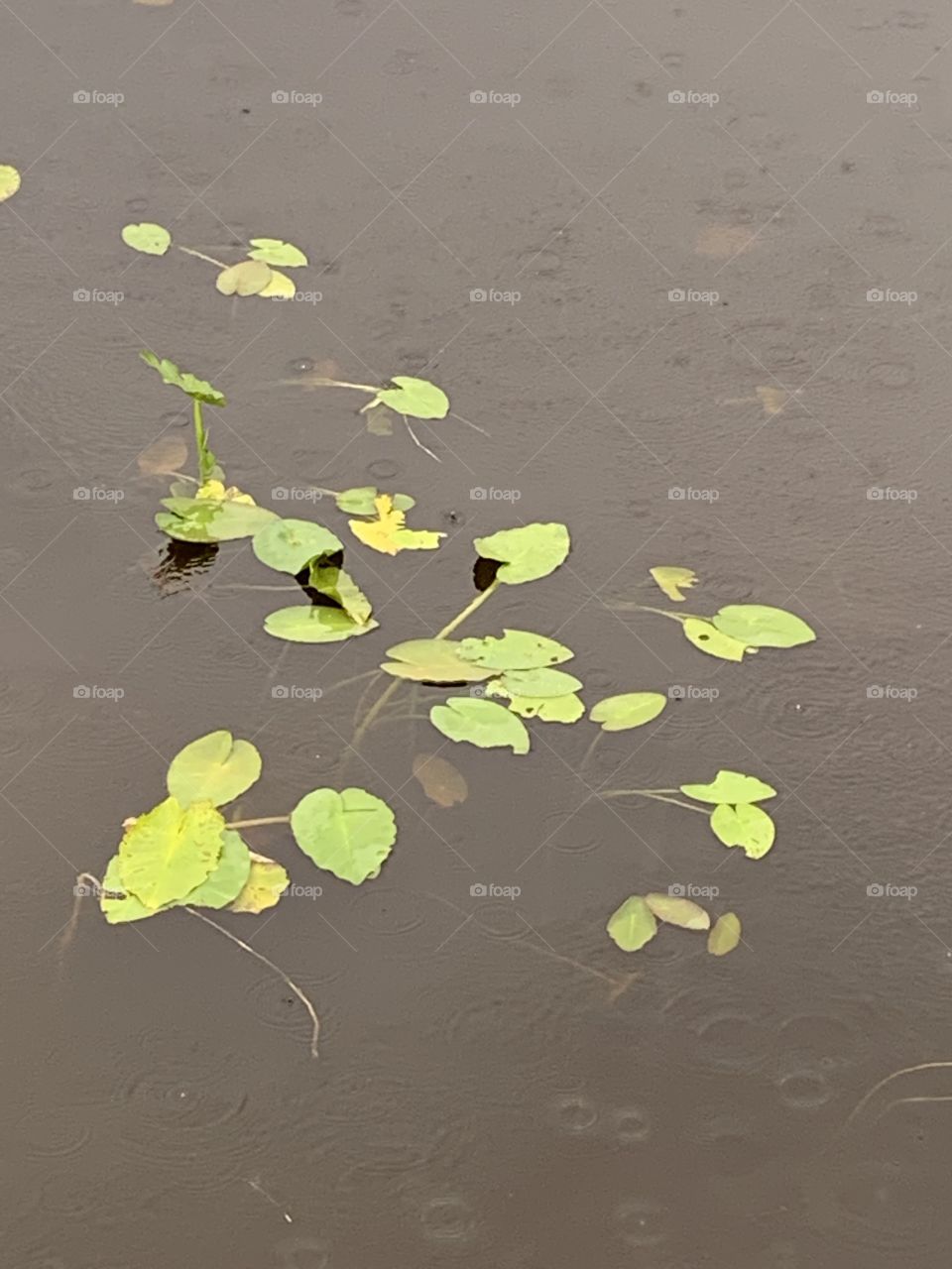 Lilly Pads in the rain 