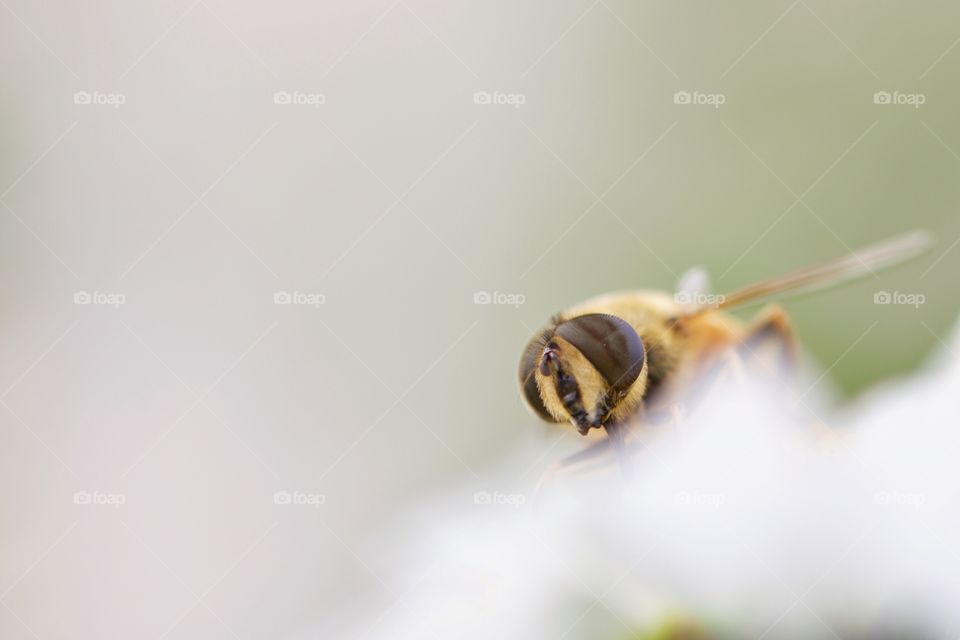 Bee On Flower Close-Up